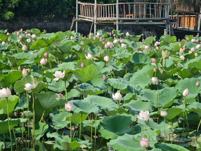 Với nhiều người yêu hoa, một lọ sen cắm trong nhà là điều không thể thiếu mỗi mùa hè
