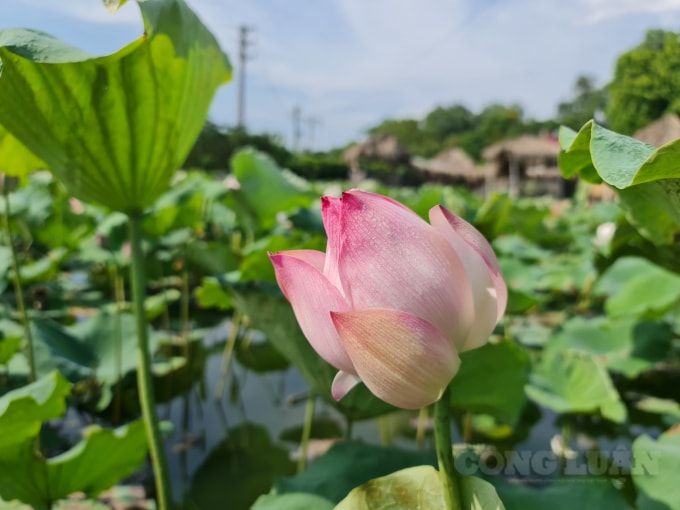 Sen là loài hoa đặc biệt, thơm mùi của hoa và lá