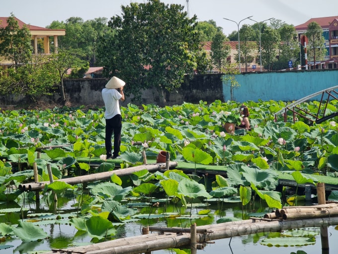 Nhiều người tranh thủ tạo dáng khi mùa sen đang nở rộ.