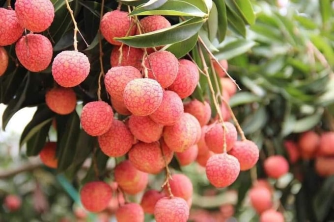 Vải thiều Bắc Giang có mặt trên các sàn giao dịch trực tuyến. Ảnh: Nguyễn Kế