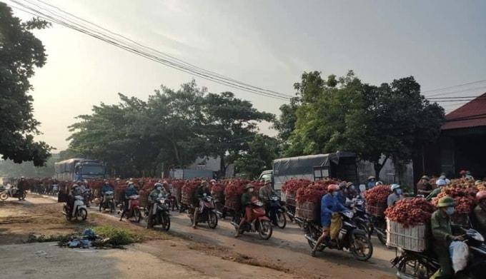 Bắc Giang đã tiêu thụ được hơn 45.000 tấn vải chín sớm. Ảnh: Nguyễn Kế