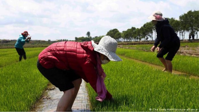 Khung cảnh làm đồng này được tuyên truyền từ tháng 5/ 2021 nhưng thực tế lại hoàn toàn khác.