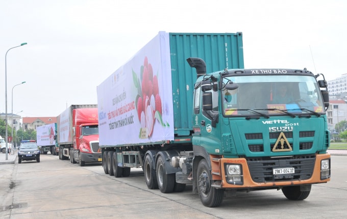 Vải thiều lần đầu tiên được bán trực tuyến trên các sàn thương mại điện tử.