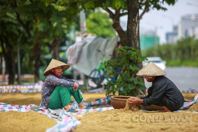 Ngao ngán do bốc từng nắm lúa đã mọc mầm vào thúng, người dân ở đây cho hay: