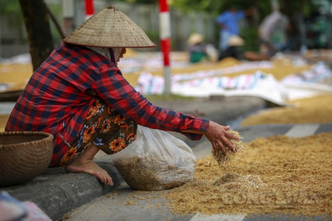 Nhiều gia đình có lúa đã mọc mầm gần hết, chỉ biết ngao ngán bốc bỏ đi cho gà, vịt ăn.