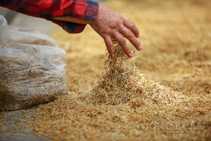 Gia đình nhà vợ chồng ông Nguyễn Viết Chí (Mễ Trì Thượng, Nam Từ Liêm, Hà Nội) năm nay gặt hơn 2 mẫu 2 lúa, do gặt đúng vào thời điểm cơn bão đổ vào, trời mưa liền trong mấy ngày, không kịp phơi nên hơn 1 tấn lúa đã mọc mầm.