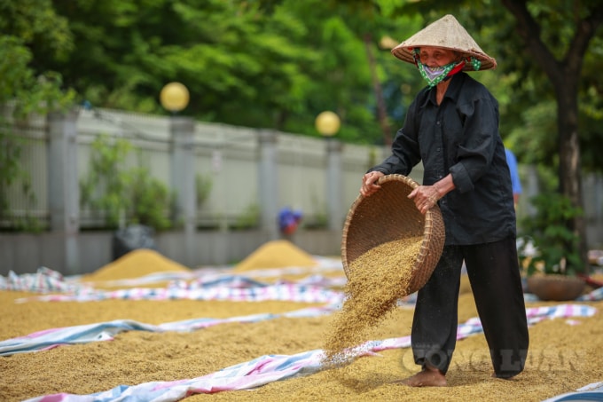 Vợ ông Chí cho hay: “Chúng tôi thuê gặt, cày bừa… hết hơn 26 triệu tiền công, gặt xong thì cơn bão vào. Trời mưa mấy ngày liền, đến hôm nay đưa lúa ra phơi, toàn bộ 2 mẫu 2 lúa đã gặt bị mọc mầm hơn 1 tấn lúa, ước tính thiệt hại do lúa mọc mầm không bán được hơn chục triệu đồng.”