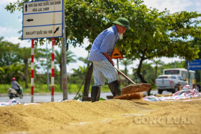 Lúa được phơi ở đầy hầu hết đều của người dân ở thôn Mễ Trì Thượng (phường Mễ Trì, Nam Từ Liêm, Hà Nội).
