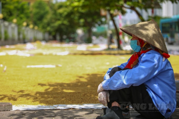 Sợ trời mưa bất chợt, nhiều người dân đã ngồi canh lúa cả ngày ở đây. Bà Nguyễn Thị Oanh (Mễ Trì Thượng, Nam Từ Liêm, Hà Nội) nói: “Nhìn đống lúa phơi bị mọc mầm chúng tôi xót lắm. Gia đình tôi gặt được 7 sào lúa, nhưng cũng bị mọc mầm mất hơn 2 tạ lúa. Không ăn được, đành cho người đi đường về cho ngan gà, gia súc ăn. Gần như người dân của cả làng Mễ Trì Thượng lúa đều bị mọc mầm sau đợt ảnh hưởng trời mưa vừa rồi.