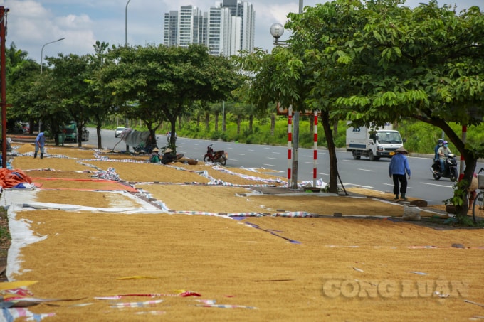 Dọc vỉa hè tuyến đường Đại lộ Thăng Long kéo dài, rất nhiều người dân đã tranh thủ trời hanh nắng, đưa lúa ra phơi.
