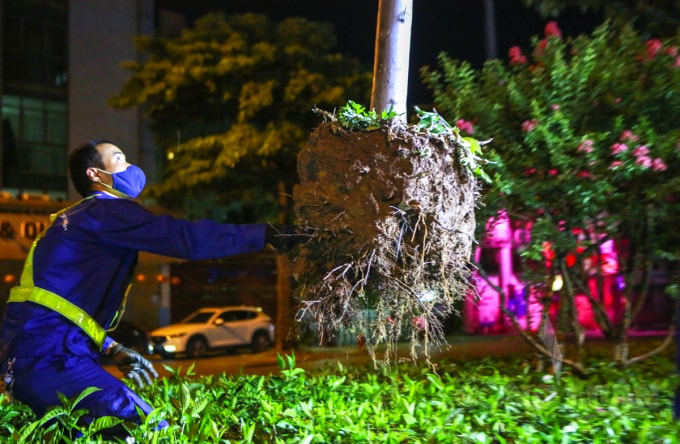 Sau một thời gian trồng thử nghiệm, cây không thích nghi được với điều kiện khí hậu của Hà Nội. Có 45 cây đã chết, các cây còn sống nhưng sinh trưởng, phát triển kém.