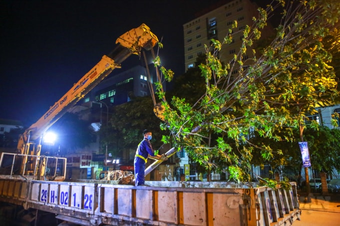 Trong 45 cây đã chết, ảnh hưởng đến cảnh quan của tuyến phố. Còn 217 cây sống, hiện trạng các cây sinh trưởng, phát triển kém. Sau một thời gian, lá bị héo; cành, nhánh bị khô và hay bị sâu bệnh.