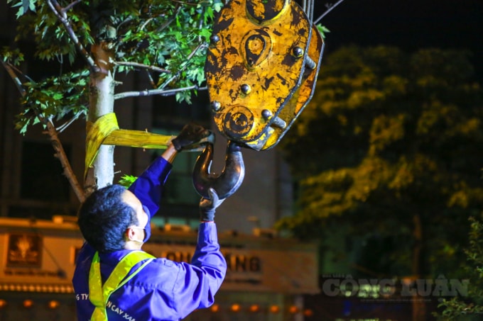 Trước đó, năm 2018, Công ty cổ phần Đầu tư Tân Đại Đường tặng Thành phố Hà Nội 262 cây phong lá đỏ, sau đó cây được trồng thử nghiệm trên dải phân cách của phố Nguyễn Chí Thanh và Trần Duy Hưng. Trong đó, phố Nguyễn Chí Thanh trồng 119 cây, phố Trần Duy Hưng trồng 143 cây.