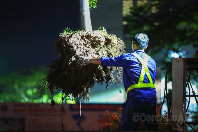 Các cây phong lá đỏ được nhổ lên khỏi mặt đất vẫn nguyên cả gốc và rễ.
