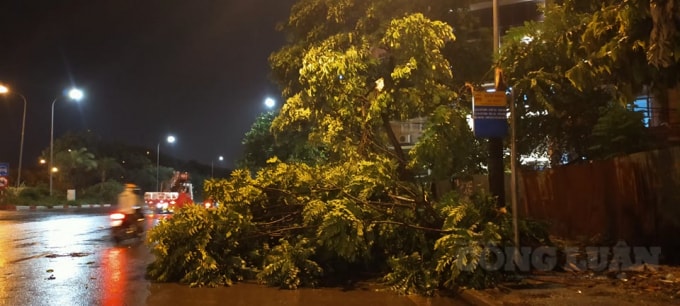 Cây lớn bị đổ ở Đại Lộ Thăng Long. (Ảnh: Quang Hùng)