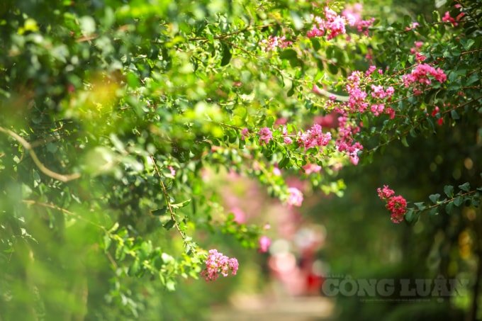 Vào mùa Đông, tường vi trút hết lá và chỉ còn mỗi cành trơ trọi, vào mùa xuân cây phát triển mạnh với những cành lộc biếc và cho ra hoa vào đầu mùa Hè, khi mùa Thu sang, tường vi lại bắt đầu rụng lá.
