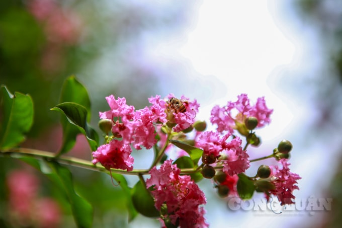 Khi các bông hoa đã nở rộ, màu sắc rực rỡ, kèm mùi hương của hoa tường vi, khiến nhiều loài ong đã tìm đến ở tận hưởng nhụy hoa.