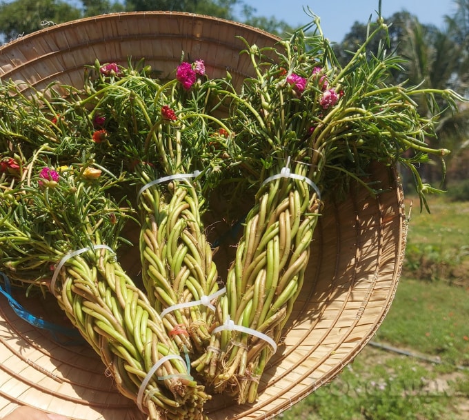 Hoa mười giờ dễ trồng lại được ưa chuộng