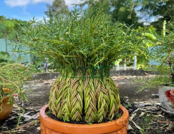 Tác phẩm bonsai hoa mười giờ độc đáo của chị Thảo