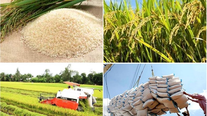 Xuất khẩu nông nghiệp 6 tháng đầu năm 2021 tăng trưởng ấn tượng. Ảnh minh họa