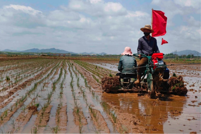 Người dân Triều Tiên từ lâu đã phải vật lộn để tự kiếm ăn nhưng sự kết hợp của các lệnh trừng phạt, việc đình chỉ thương mại với Trung Quốc và thời tiết khắc nghiệt đã khiến vấn đề trở nên tồi tệ hơn. (Nguồn: Jon Chol Jin/AP Photo).