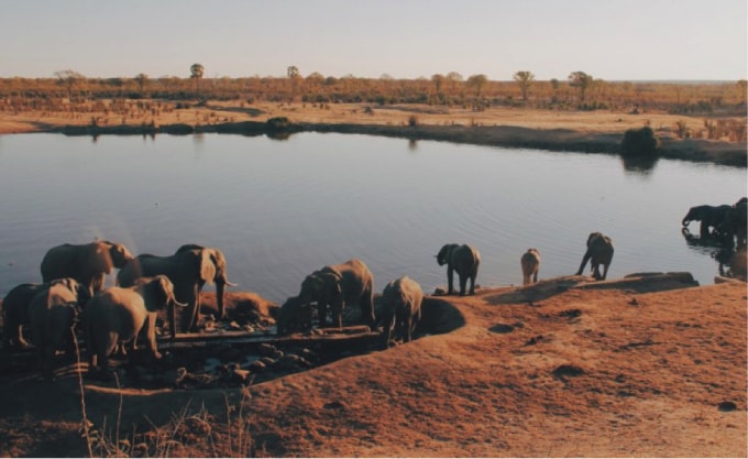 Một đàn voi ở Vườn quốc gia Hwange, Zimbabwe. (Nguồn: Christine Donaldson/ Unsplash).