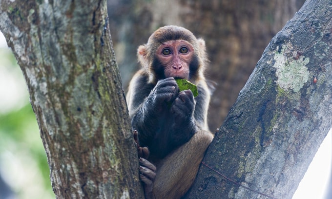 Trung Quốc đã ghi nhận trường hợp thiệt mạng đầu tiên vì virus Monkey B, một mầm bệnh truyền nhiễm từ khỉ. Ảnh minh họa