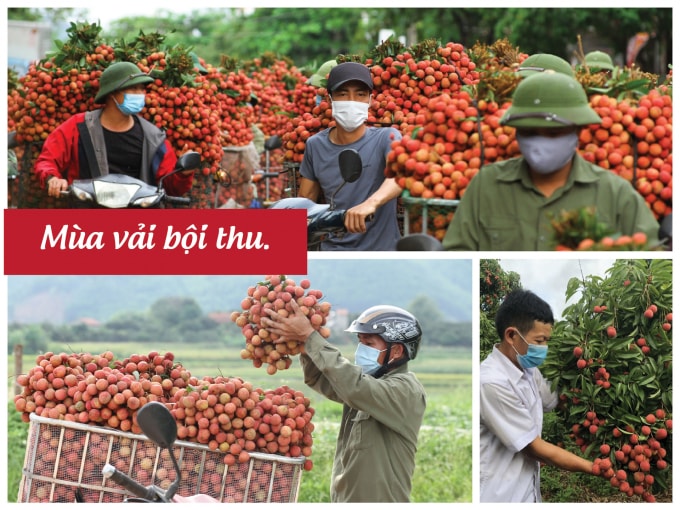 Vượt bão COVID-19, Bắc Giang có mùa vải 2021 nhiều dấu ấn