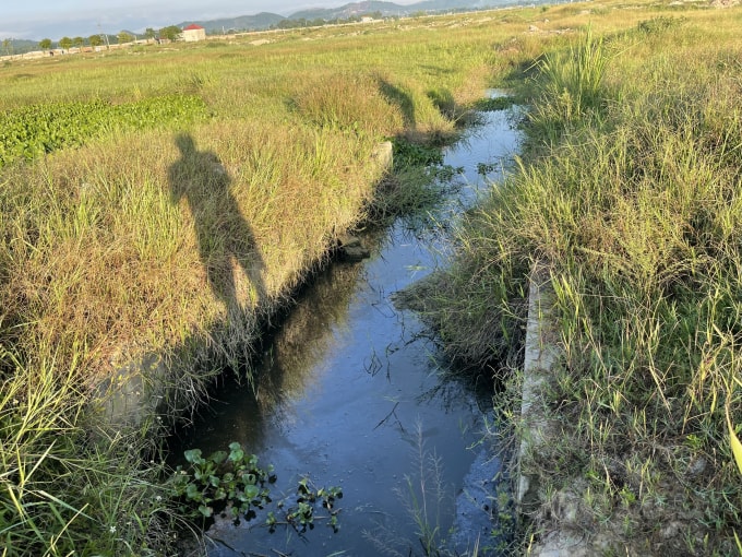 Trại chăn nuôi lợn 'chui' của Công ty Khánh Giang ở xã An Dũng (huyện Đức Thọ) gây ô nhiễm không khí và có dấu hiệu xả nước thải chứa đầy phân ra khe nước.