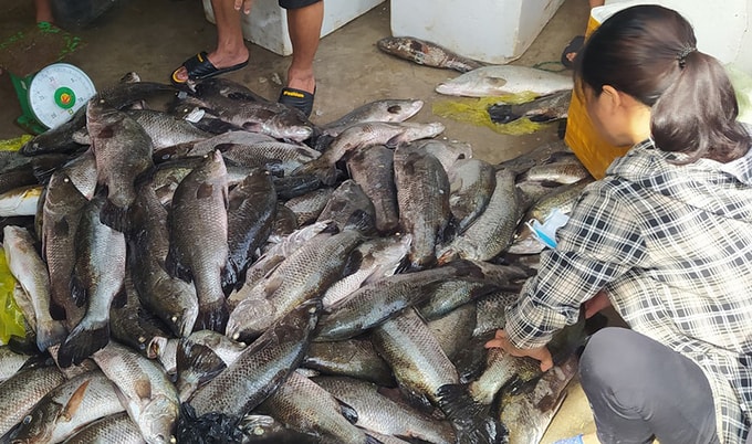 Người dân phường Xuân Lâm vớt cá chết gom bán vớt vát tài sản. Ảnh: Lam Sơn.