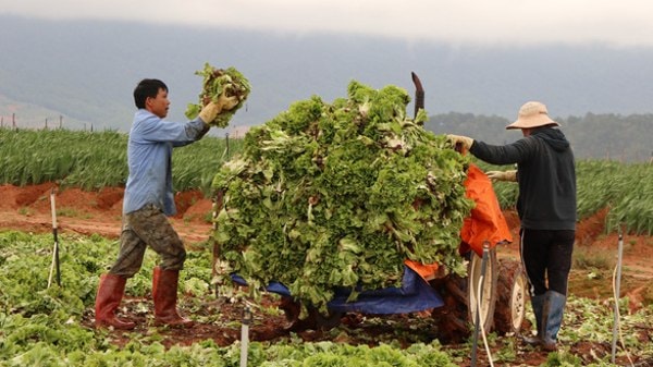 Giá vận chuyển tăng cao cùng nhu cầu tiêu thụ giảm tận đáy, nông dân Đà Lạt phải cắt bỏ một số loại rau. Ảnh: TTO