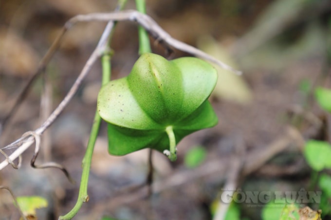 Quả Sachi có hình ngôi sao đẹp mắt.