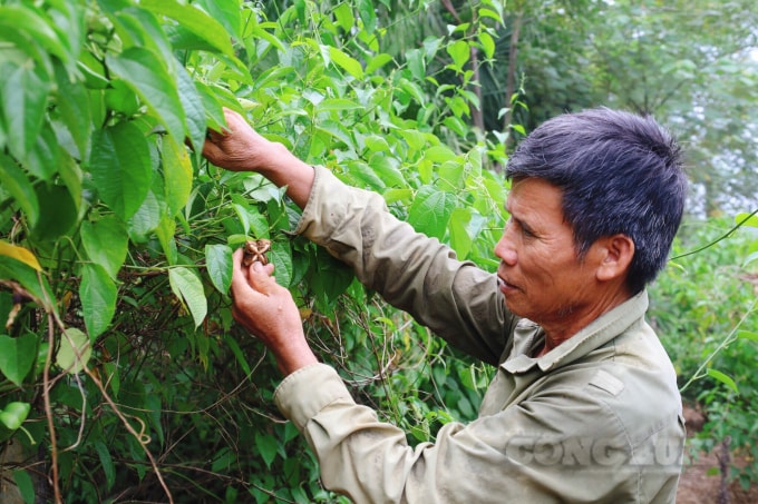 Ông Vũ Xuân Trường chăm sóc cây sachi.