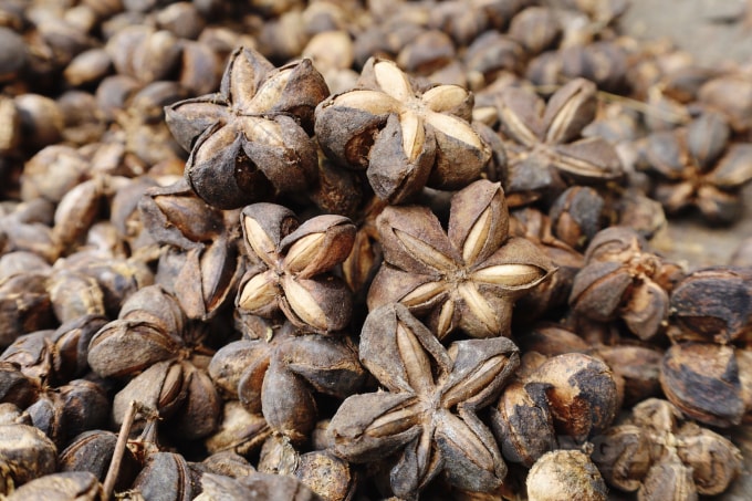 Quả Sachi khi chín có màu đen và được bán với giá khoảng 50.000 đồng/kg hạt khô.