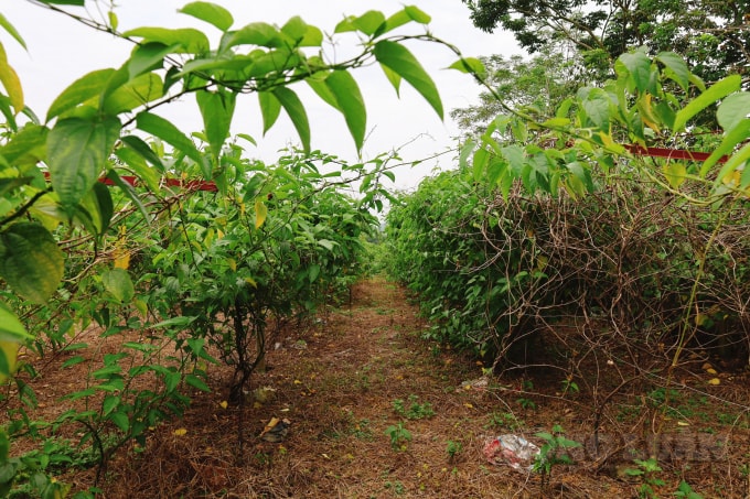Đây là cây thân bò, ít bệnh, dễ sống, nhưng nhưng không chịu được úng. Đặc biệt, không thể để cây sachi thiếu nước vì cây sẽ yếu, sinh trưởng kém hoặc là sẽ chết.