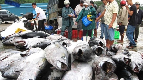 Thẻ vàng IUU của EC đã khiến cho xuất khẩu thủy sản của Việt Nam sang thị trường này sụt giảm liên tục từ năm 2017 đến nay. Ảnh minh họa