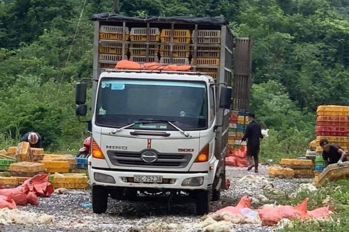 Gần 4 tấn gà chết vứt xuống lề đường.