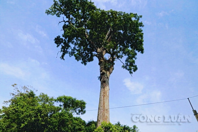 Cây Lim xanh thuộc quản lý của Vườn Quốc gia Bến En