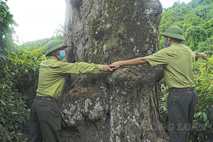 Cây Lim có gốc to phải 4 - 5 người ôm