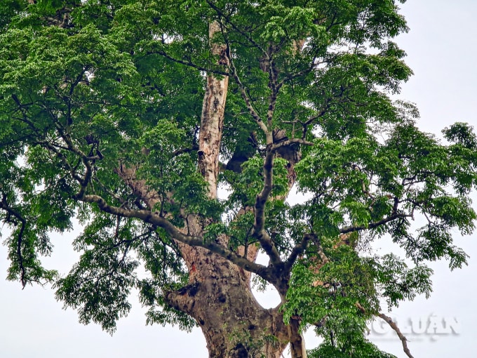 Mặc dù từng bị cưa sâu vào thân, nhưng sự sống của cây vẫn bền bỉ và xanh tốt