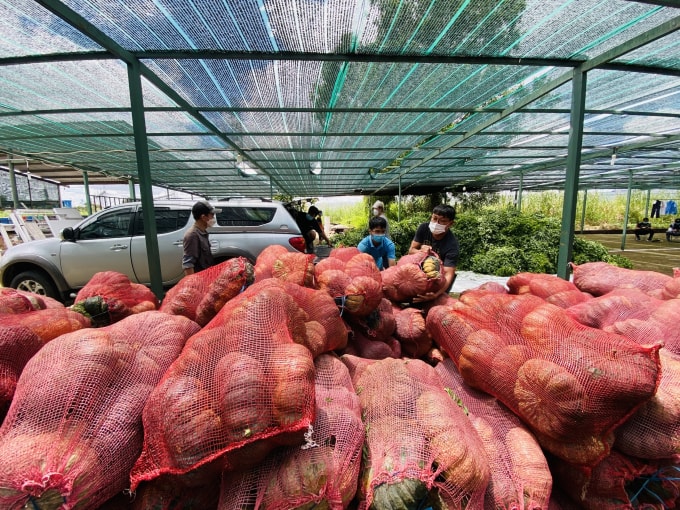 Rau củ quả được nhóm thiện nguyện Nhà báo và Doanh nhân vận chuyển từ nhiều tỉnh thành về cứu trợ bà con Sài Gòn đang oằn mình chống dịch Covid-19.