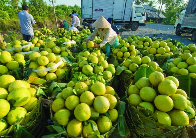 Trong khi đó, sản phẩm đang khan hiếm nguồn cung trong nước, thì lại đem xuất khẩu.