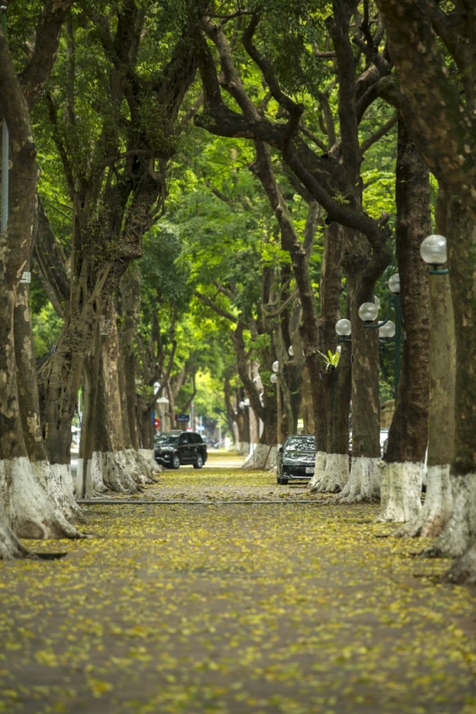 Ðường Phan Ðình Phùng với hai bên là những hàng sấu cổ, mùa hè rợp bóng xanh mát, mùa thu lại là những con đường ngập lá vàng bay vô cùng lãng mạn.