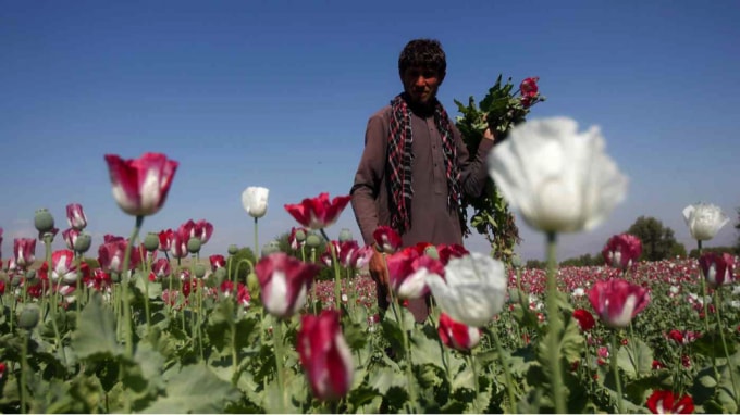 hoat dong buon ban ma tuy khong lo cua afghanistan co the se tiep tuc duoi thoi taliban hinh 1