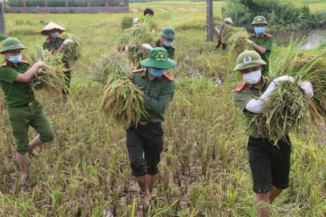 thanh hoa chien si cong an xuong dong cung ba con thu hoach lua tranh bao hinh 3