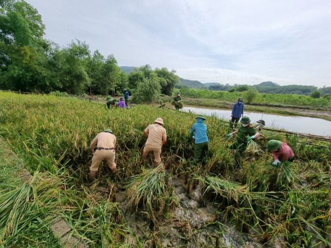thanh hoa chien si cong an xuong dong cung ba con thu hoach lua tranh bao hinh 4