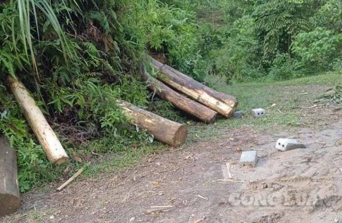 thanh son phu tho that nghiep do covid 19 ba doi tuong di chat pha rung phong ho kiem loi hinh 1