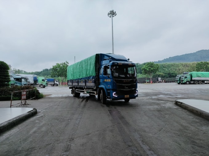 lao cai xuat khau 3000 tan qua chuoi tuoi sang thi truong vung tay nam trung quoc hinh 1