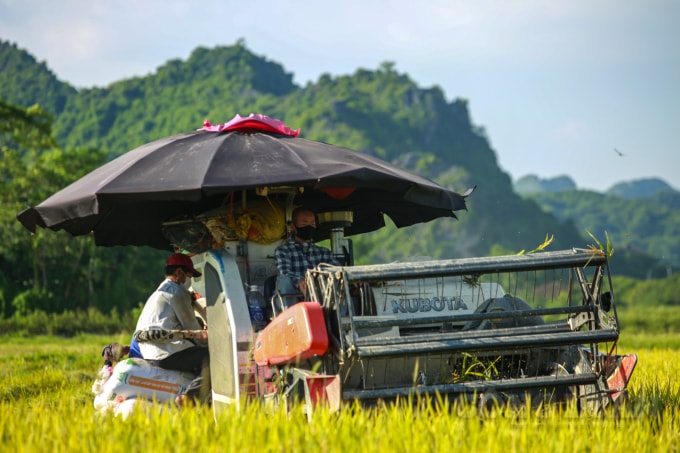 ha noi nguoi dan tat bat thu hoach lua tai nhung huyen duoc noi long gian cach hinh 1