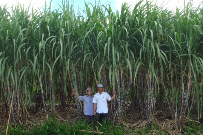 bo cong thuong dieu tra cao buoc mia duong thai lan dot lot 5 nuoc asean hinh 1